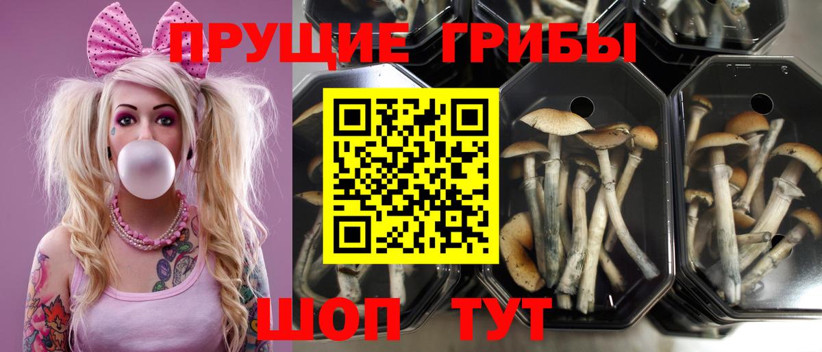 Псилоцибиновые грибы прущие грибы  Вход с VPN  Петровск 